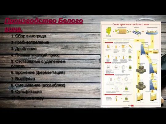 Производство Белого вина. 1. Сбор винограда 2. Гребнеотделение 3. Дробление 4. Пневматический