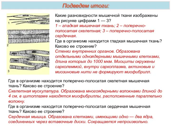 Какие разновидности мышечной ткани изображены на рисунке цифрами 1 — 3? 1