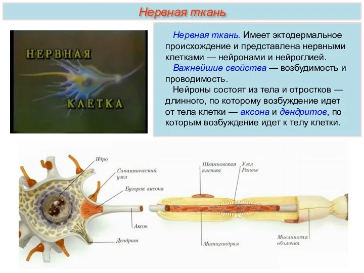 Нервная ткань. Имеет эктодермальное происхождение и представлена нервными клетками — нейронами и