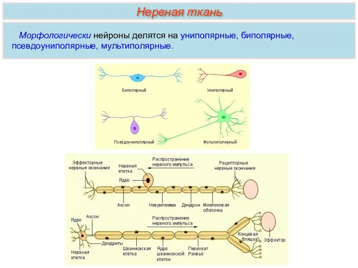 Морфологически нейроны делятся на униполярные, биполярные, псевдоуниполярные, мультиполярные. Нервная ткань