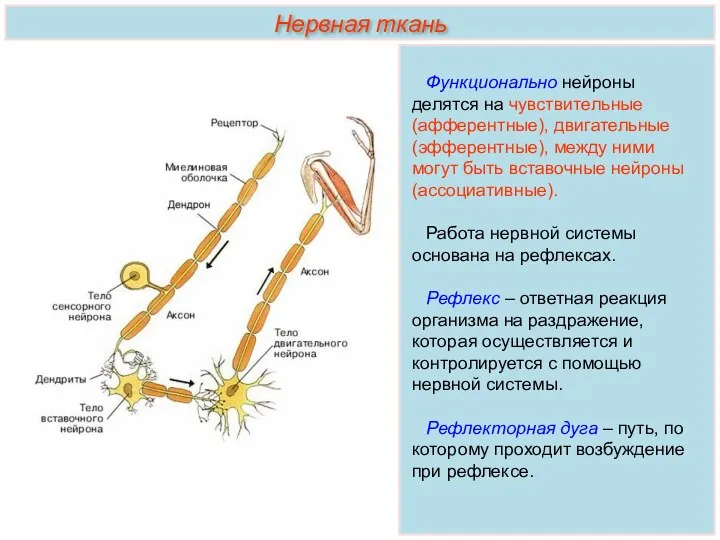 Функционально нейроны делятся на чувствительные (афферентные), двигательные (эфферентные), между ними могут быть