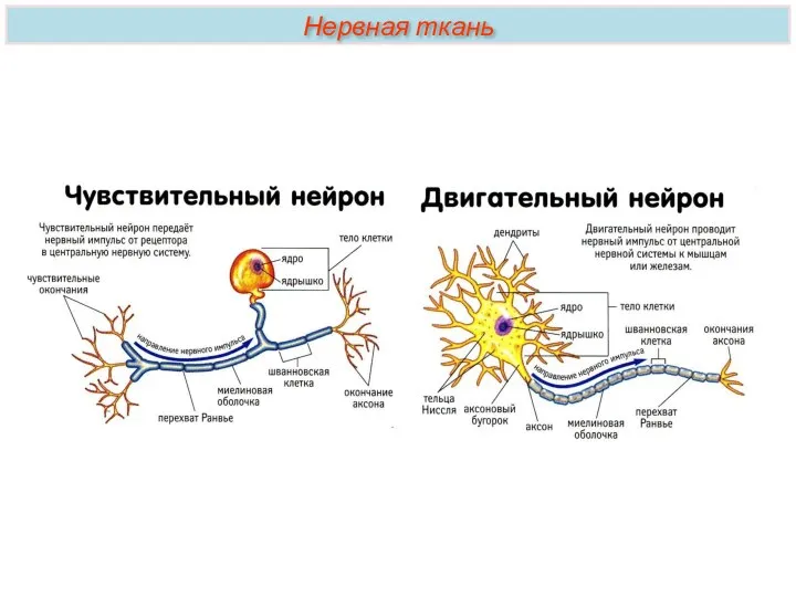 Нервная ткань