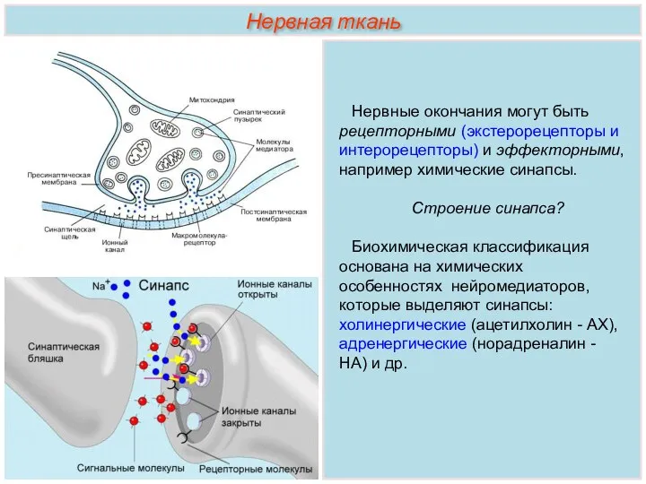 Нервные окончания могут быть рецепторными (экстерорецепторы и интерорецепторы) и эффекторными, например химические