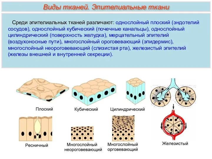 Виды тканей. Эпителиальные ткани Среди эпителиальных тканей различают: однослойный плоский (эндотелий сосудов),