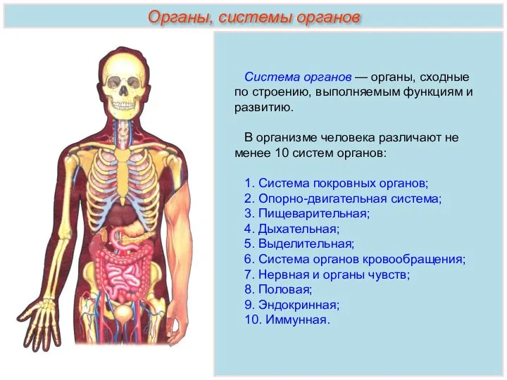 Система органов — органы, сходные по строению, выполняемым функциям и развитию. В