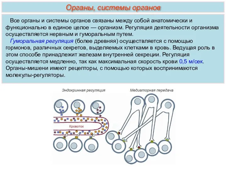 Все органы и системы органов связаны между собой анатомически и функционально в