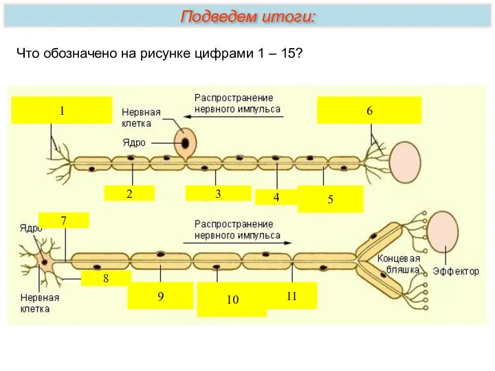 Что обозначено на рисунке цифрами 1 – 15? 1 2 3 4