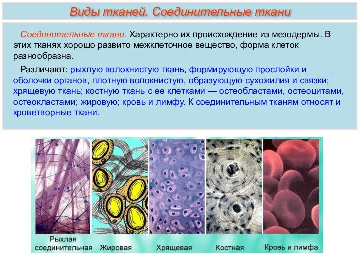 Виды тканей. Соединительные ткани Соединительные ткани. Характерно их происхождение из мезодермы. В