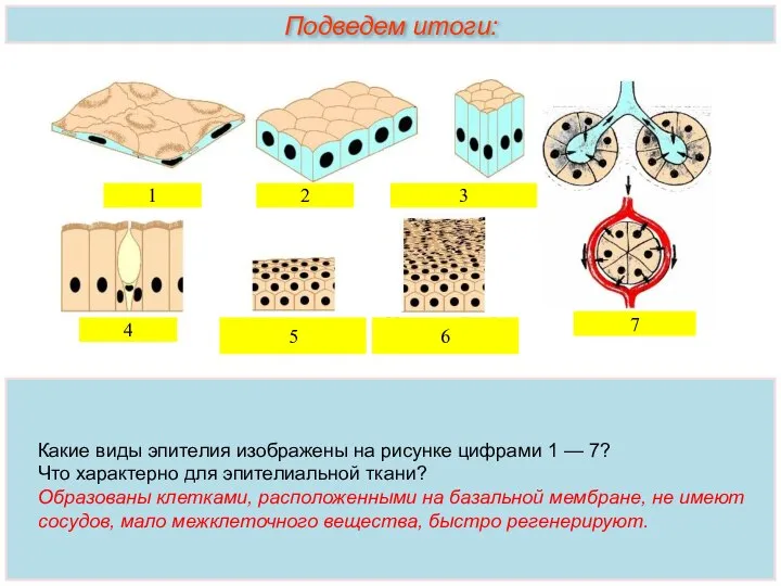 Какие виды эпителия изображены на рисунке цифрами 1 — 7? Что характерно