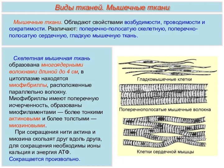 Скелетная мышечная ткань образована многоядерными волокнами длиной до 4 см, в цитоплазме