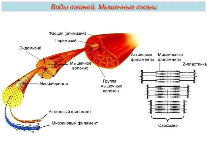 Виды тканей. Мышечные ткани