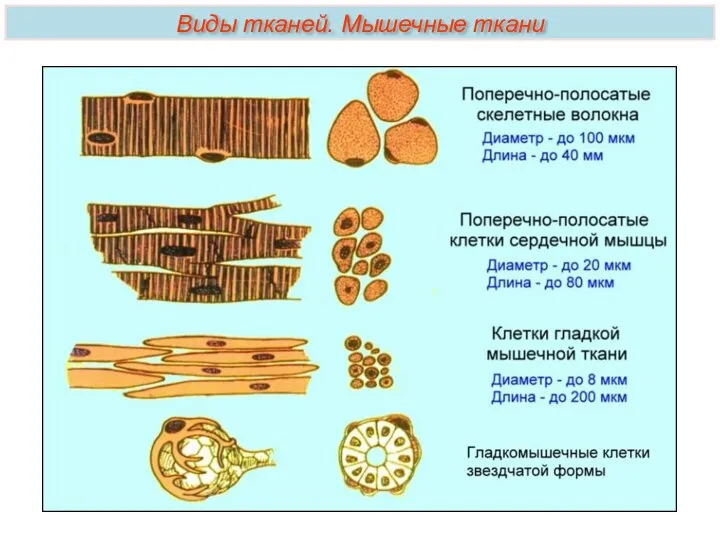 Виды тканей. Мышечные ткани