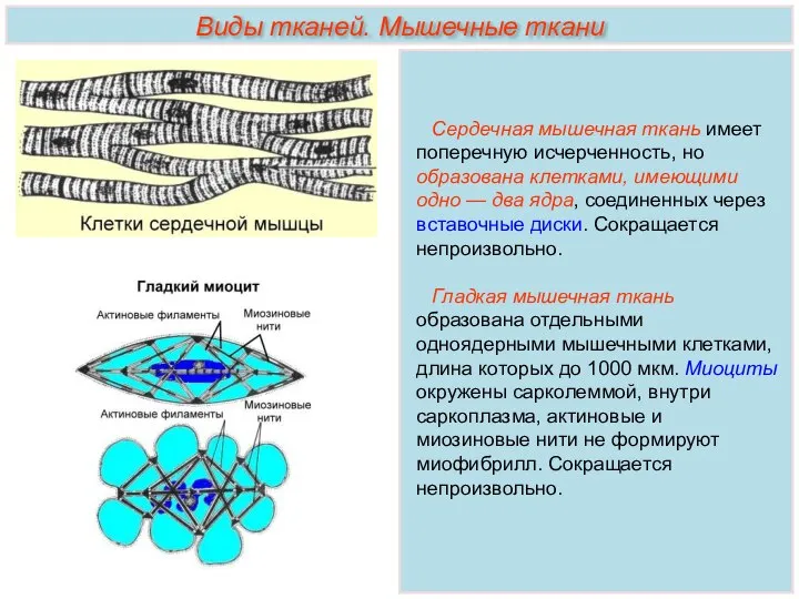 Сердечная мышечная ткань имеет поперечную исчерченность, но образована клетками, имеющими одно —