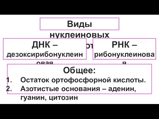 Виды нуклеиновых кислот ДНК – дезоксирибонуклеиновая кислот РНК –рибонуклеиновая кислот Общее: Остаток