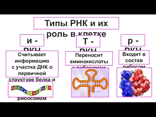 Типы РНК и их роль в клетке и - РКН Т -