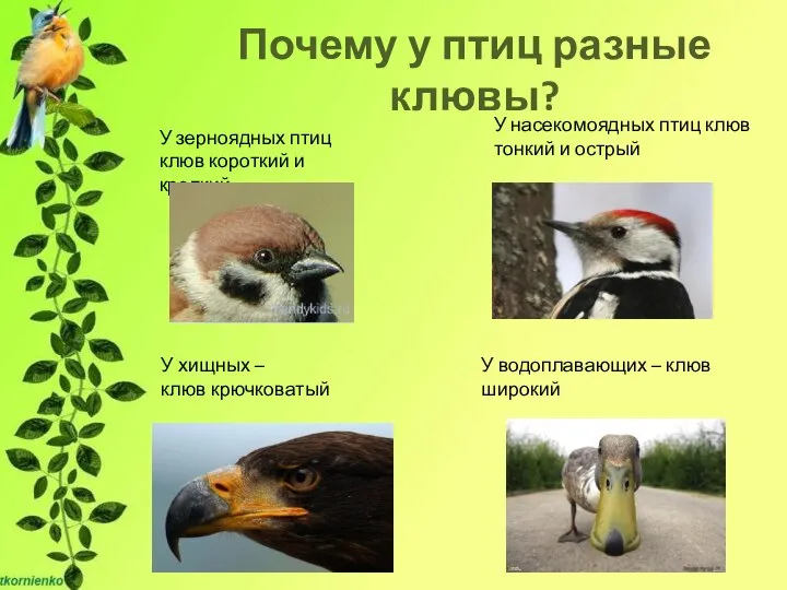 Почему у птиц разные клювы? У зерноядных птиц клюв короткий и крепкий