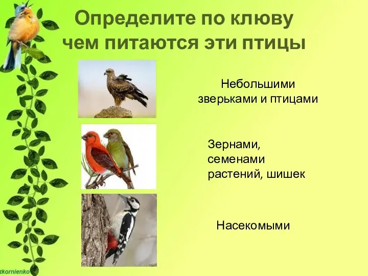 Определите по клюву чем питаются эти птицы Небольшими зверьками и птицами Зернами, семенами растений, шишек Насекомыми