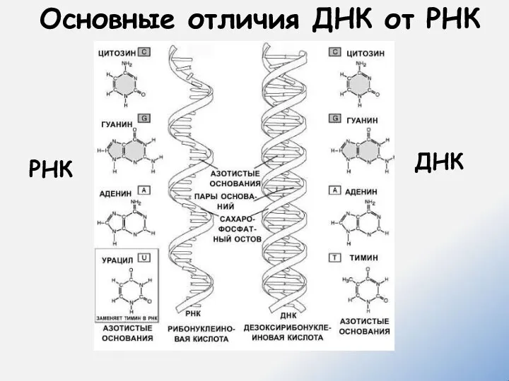 Основные отличия ДНК от РНК ДНК РНК