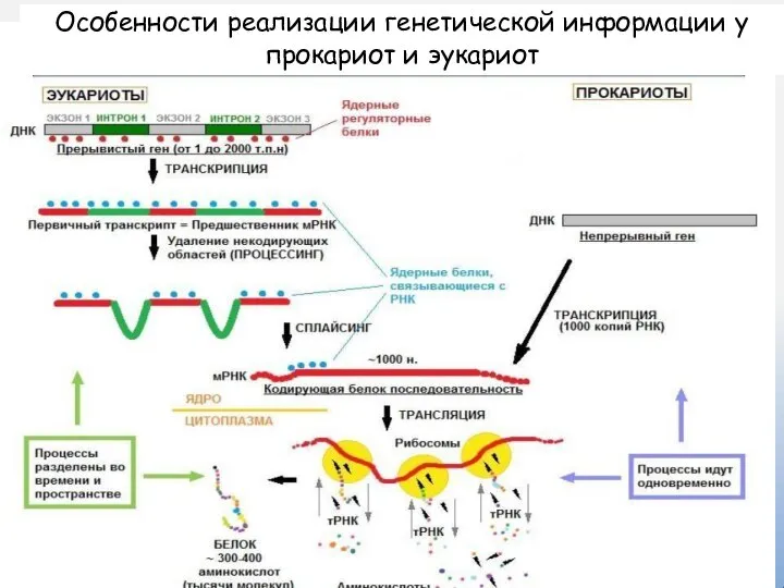 Особенности реализации генетической информации у прокариот и эукариот