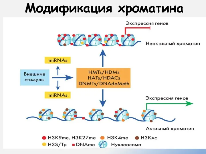 Модификация хроматина