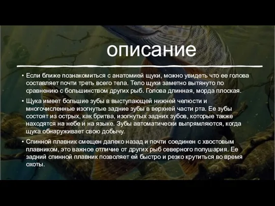 описание Если ближе познакомиться с анатомией щуки, можно увидеть что ее голова