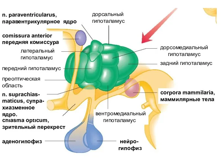 n. рaraventricularus, паравентрикулярное ядро comissura anterior передняя комиссура латеральный гипоталамус передний гипоталамус