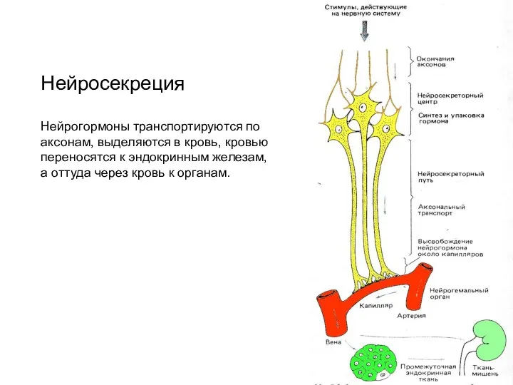 Нейросекреция Нейрогормоны транспортируются по аксонам, выделяются в кровь, кровью переносятся к эндокринным