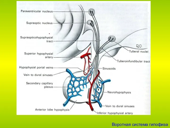 Воротная система гипофиза