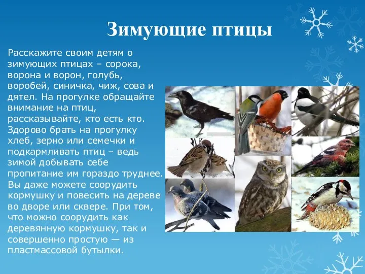 Зимующие птицы Расскажите своим детям о зимующих птицах – сорока, ворона и