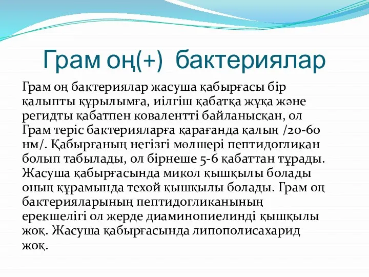 Грам оң(+) бактериялар Грам оң бактериялар жасуша қабырғасы бір қалыпты құрылымға, иілгіш