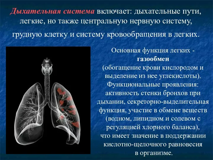 Дыхательная система включает: дыхательные пути, легкие, но также центральную нервную систему, грудную