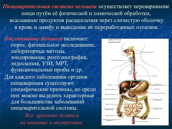 Пищеварительная система человека осуществляет переваривание пищи путём её физической и химической обработки,