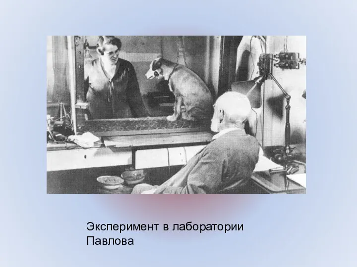 Эксперимент в лаборатории Павлова