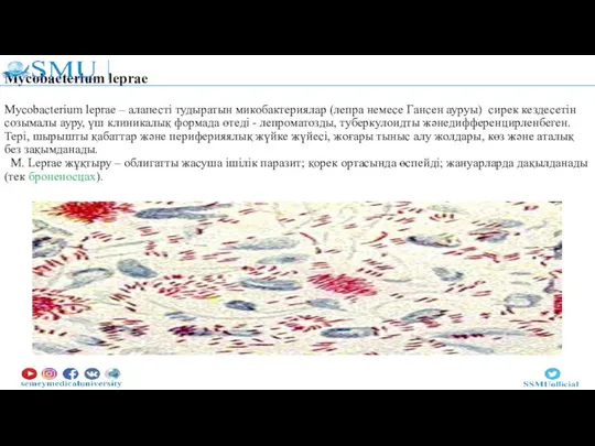 Mycobacterium leprae Mycobacterium leprae – алапесті тудыратын микобактериялар (лепра немесе Гансен ауруы)