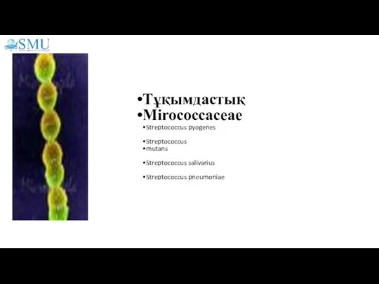 Тұқымдастық Mirococcaceae Streptococcus pyogenes Streptococcus mutans Streptococcus salivarius Streptococcus pneumoniae