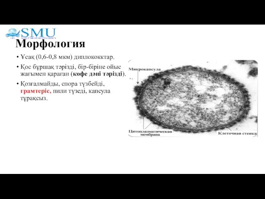 Морфология Ұсақ (0,6-0,8 мкм) диплококктар. Қос бұршақ тәрізді, бір-біріне ойыс жағымен қараған