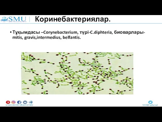 Коринебактериялар. Тұқымдасы –Corynebacterium, түрі-C.diphteria, биоварлары- mitis, gravis,intermedius, belfantis.