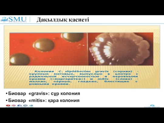 Дақылдық қасиеті Биовар «gravis»: сұр колония Биовар «mitis»: қара колония