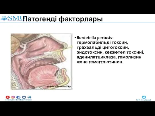 Патогенді факторлары Bordetella pertusis- термолабильді токсин, трахеальді цитотоксин, эндотоксин, көкжөтел токсині, аденилатциклаза, гемолизин және гемагглютинин.