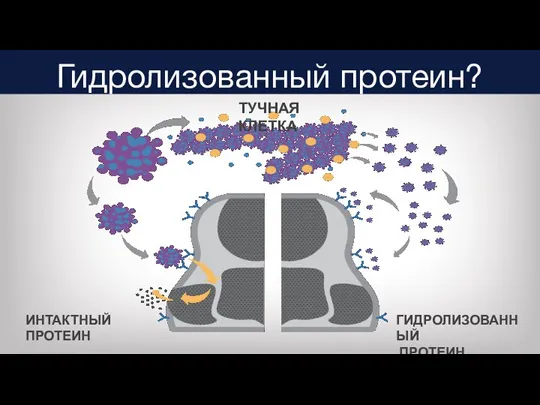 Гидролизованный протеин? ТУЧНАЯ КЛЕТКА ИНТАКТНЫЙ ПРОТЕИН ГИДРОЛИЗОВАННЫЙ ПРОТЕИН