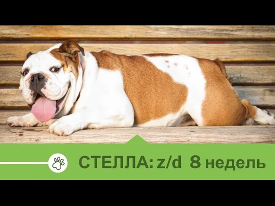 СТЕЛЛА: z/d 8 недель