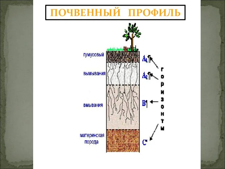 ПОЧВЕННЫЙ ПРОФИЛЬ