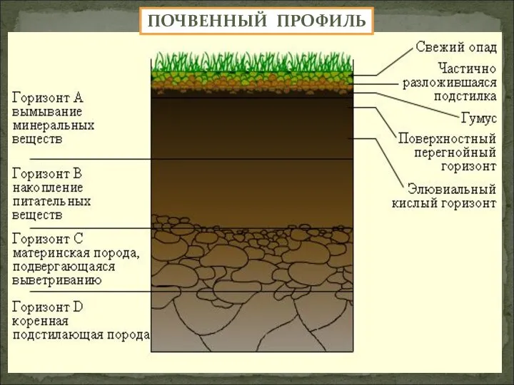 ПОЧВЕННЫЙ ПРОФИЛЬ