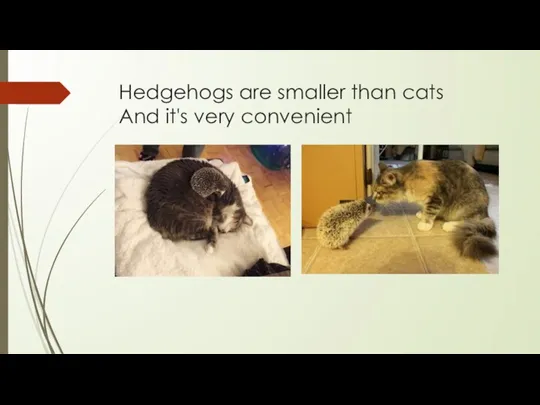 Hedgehogs are smaller than cats And it's very convenient