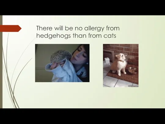 There will be no allergy from hedgehogs than from cats