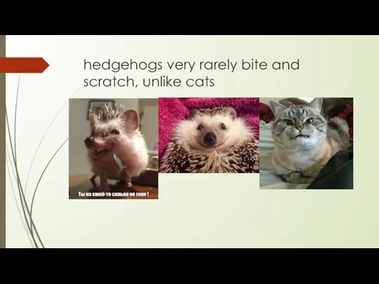 hedgehogs very rarely bite and scratch, unlike cats