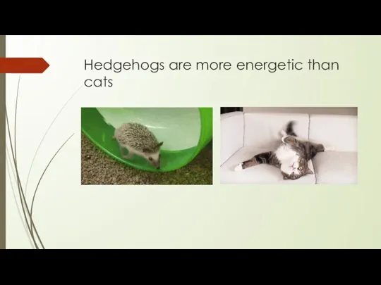 Hedgehogs are more energetic than cats