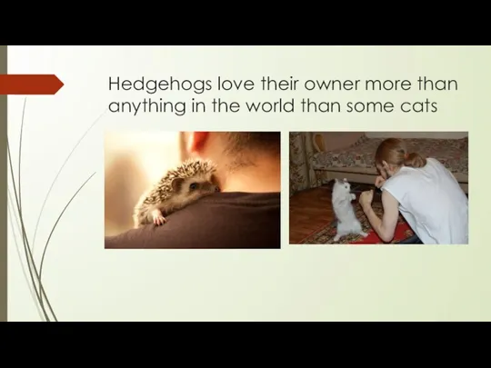 Hedgehogs love their owner more than anything in the world than some cats