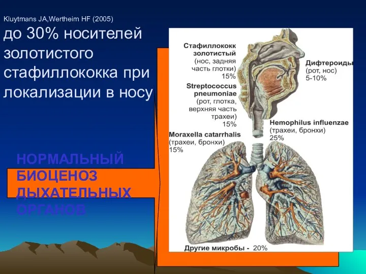 НОРМАЛЬНЫЙ БИОЦЕНОЗ ДЫХАТЕЛЬНЫХ ОРГАНОВ Kluytmans JA,Wertheim HF (2005) до 30% носителей золотистого