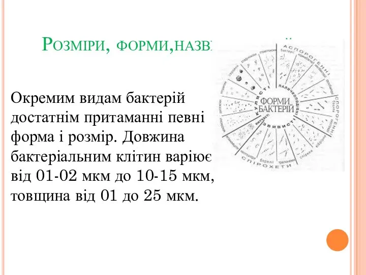 Розміри, форми,назви бактерій Окремим видам бактерій достатнім притаманні певні форма і розмір.